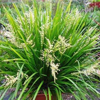 Lomandra hystrix flowering