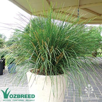 Lomandra Nyalla