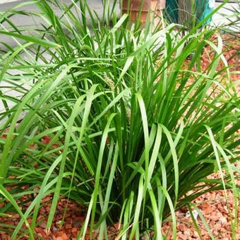 Lomandra longifolia