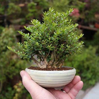 Lonicera nitida bonsai