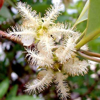Lophostemon flower