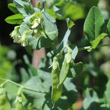 mangetout sugar snap snow pea