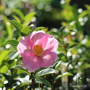 Camellia Marie Young 