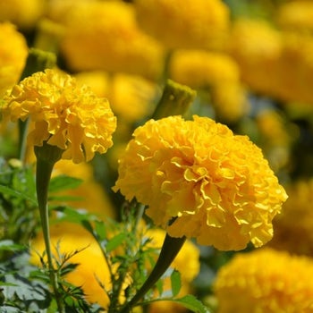 Marigold Crackerjack - seed