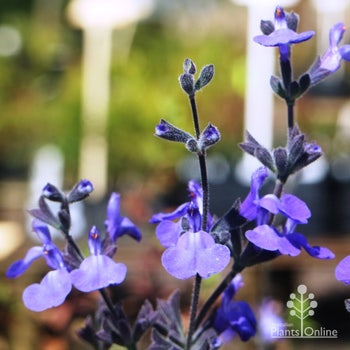 Salvia Marine Blue 