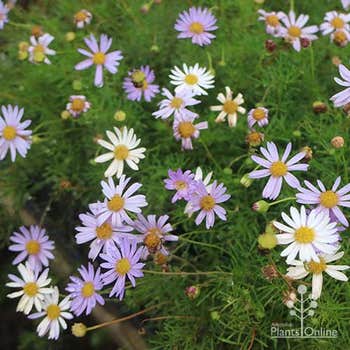 Brachyscome Mauve Mystery