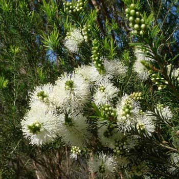 Melaleuca Snowstorm