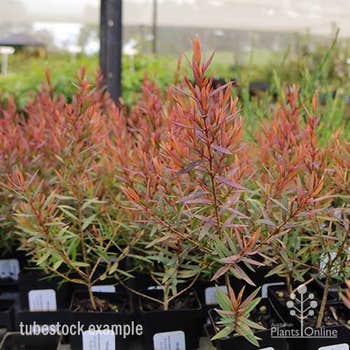 Melaleuca Little Red tubestock