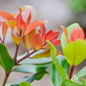 Metrosideros Little Ewan foliage