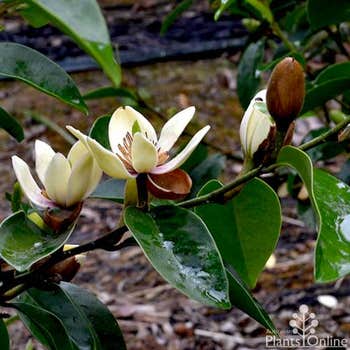 Michelia Coco flower
