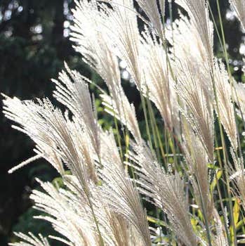 Miscanthus - Chinese silver grass