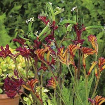 kangaroo paw seed
