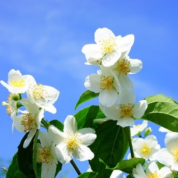 Philadelphus - Mexican mock orange