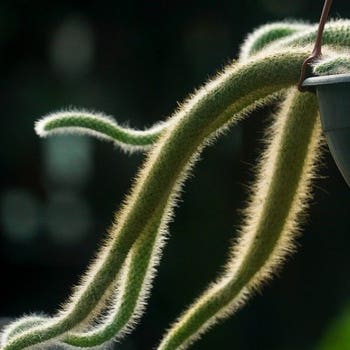 Cleistocactus - monkey's tail cactus