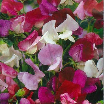 Sweet Pea Perfume mix - seed