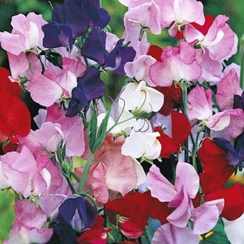 Sweet pea Mammoth mix - seed