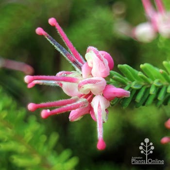 Grevillea Mt Tamboritha flowering