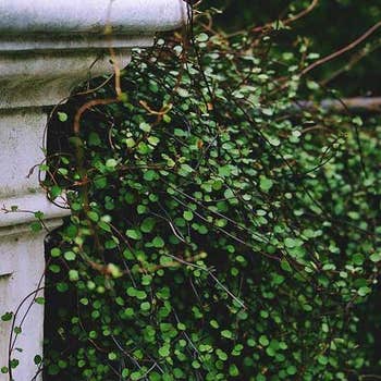 Muehlenbeckia complexa