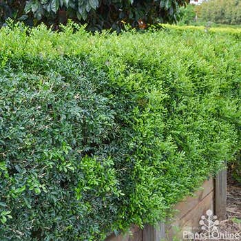 Murraya Hip High hedge