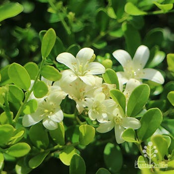 Murraya Min a Min flowers in closeup