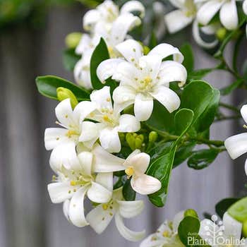 Murraya paniculata (mock orange) in flower