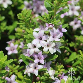 Myoporum pink coarse leaf