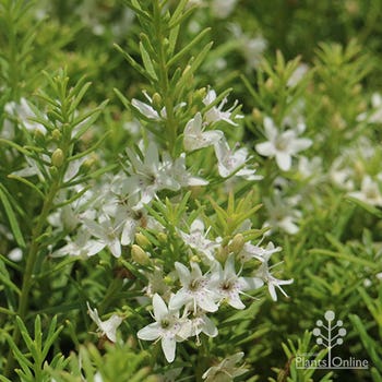 Myoporum Fine Leaf flowers