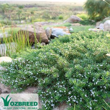 Myoporum Yareena
