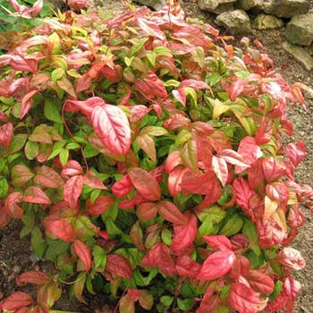 Nandina domestica Nana leaf colour