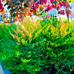 nandina Moonbay nandina Moonbay