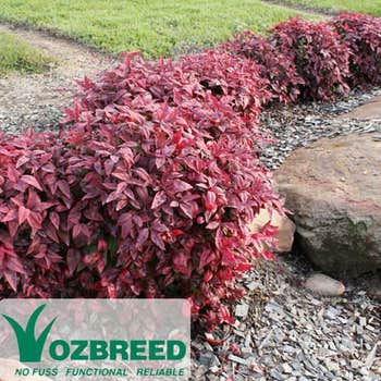 Nandina Blush hedge