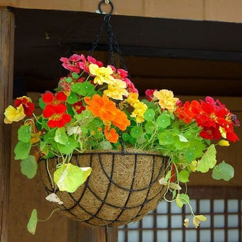 hanging basket nasturtium