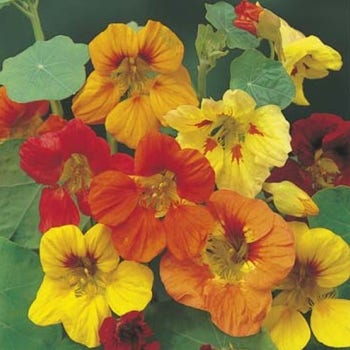 Nasturtium Trailing Mix - seed