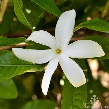 Randia fitzalanii - native gardenia flower