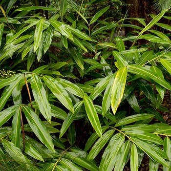 native ginger green form