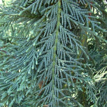 Cupressocyparis Naylors Blue - leyland cypress