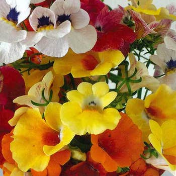 Nemesia carnival mix seeds