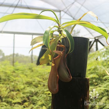 Nepenthes Louise pitcher plant tubestock