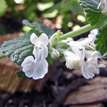 Nepeta Snowflake - white catmint