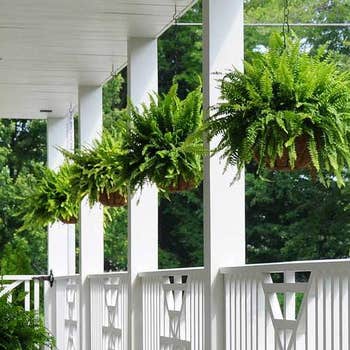 Boston ferns hanging baskets