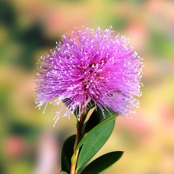 Melaleuca nesophila flower