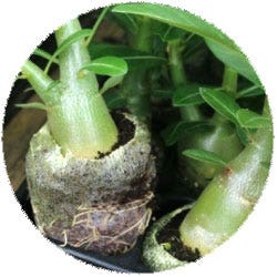 Plants in Mesh
