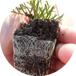 Plants in Mesh
