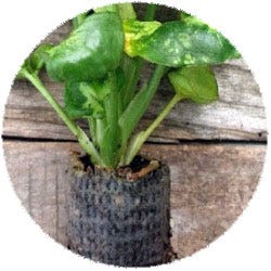 Plants in Mesh