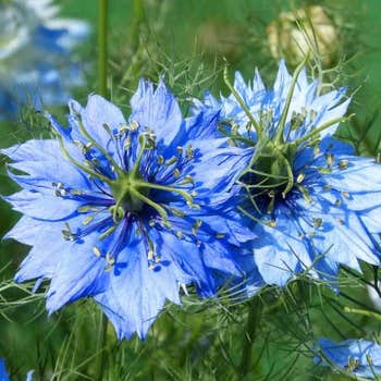 Nigella Miss Jekyll - love in a mist - seed