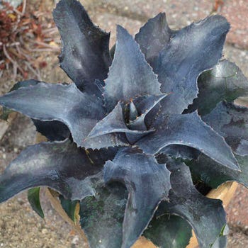 Mangave Night Owl - succulent
