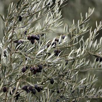 olive tree Tolleys Upright