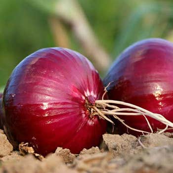 Onion Early Californian Red - seed