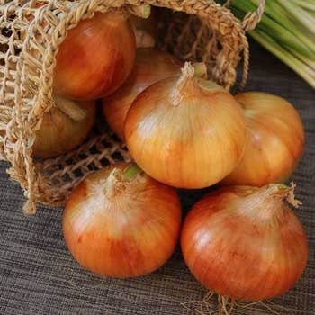 Onion Creamgold - seed
