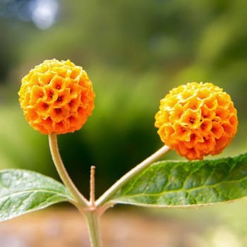 Buddleia globosa